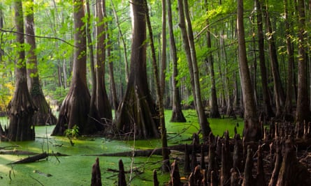 The Great Dismal Swamp, North Carolina.
