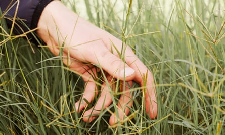 A hand in grass