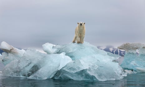 A polar bear in Svalbard, Norway.