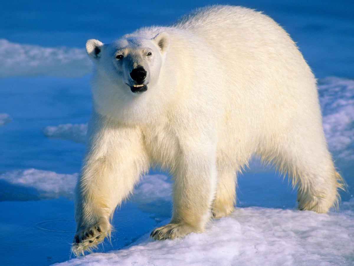 How Disappearing Sea Ice Has Put Arctic Ecosystem Under Threat Arctic The Guardian