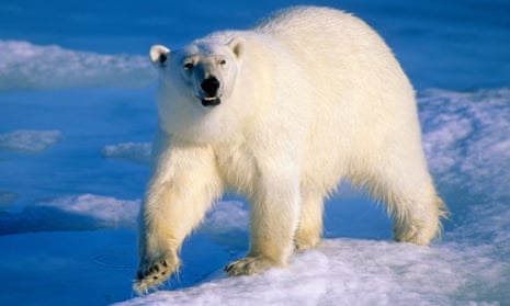 An adult polar bear hunting for seals on the melting pack ice in the Arctic.