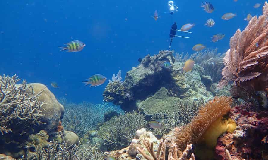 A hydrophone recording the sounds of a coral reef in Sulawesi, Indonesia.