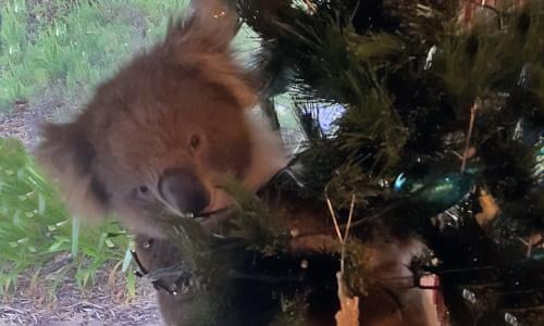 Family In South Australia Find Live Koala In Their Christmas Tree Wildlife The Guardian