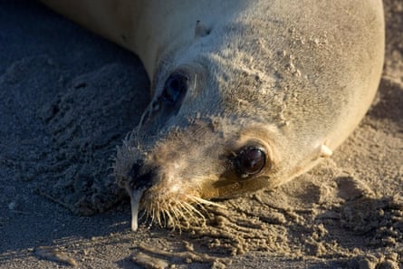 A pregnant California sea lion poisoned by domoic acid found in natural blooming algae in Santa Monica in 2011.
