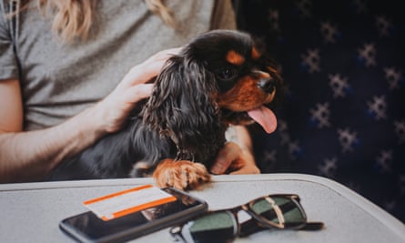 Black and tan Cavalier King Charles Spaniel puppy on a train. He is sitting on his owner’s lap with one paw on the table in front of him. Sunglasses, mobile phone and train ticket on the table.