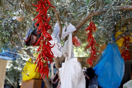 Red seeds, plants and blue and white bags hanging