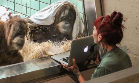 Female orangutans look at videos of male orangutans at a German zoo, in a similar experiment.