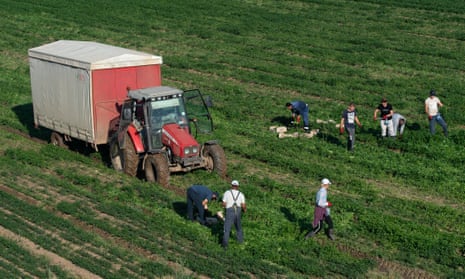 Farm workers picking crops in a field in Dorney