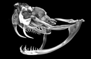 Fig. 10. The skull of a rattlesnake (Crotalus). Beneath the large fangs at the front of the upper jaw a number of replacing fangs can be seen.