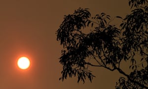 A eucalyptus tree