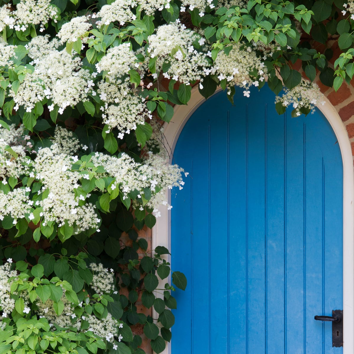 Frequently Asked Questions of Best Climbing Plants For Fences