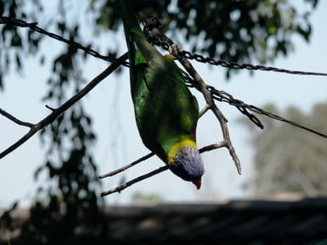 Australian Lorikeet photograph by the late comedian John Clarke, published in his 2017 book, Tinkering