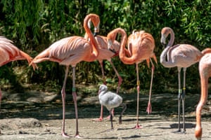 Dunstable, UK: A baby flamingo is being raised by two fathers, Hudson and Blaze, at ZSL Whipsnade Zoo, after its biological parents left their nest