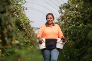 Manuela Dos Santos working on the Hillwood Berries site in Tasmania