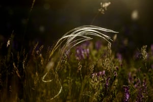 O Needlegrass brilha no sol da manhã perto de Nógrádmegyer, Hungria. Também chamado capim, fornece forragem e pode ser usado como matéria-prima na produção de cordas, cordões e papéis