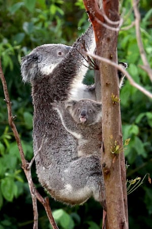 Um coala e um canguru sobem em uma árvore em um matagal localizado perto do centro de Brisbane, Austrália
