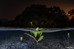 A mangrove sapling in water