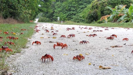 March of the red crabs: months of preparation for annual mass migration ...