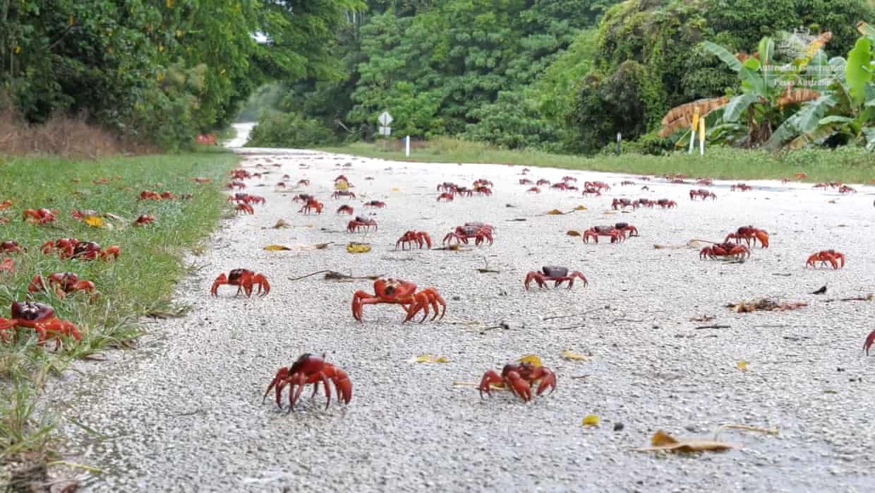 The annual red crab migration on Christmas Island in 2022. Park rangers say they have seen numbers boosted to their highest levels in decades. Photograph: Parks Australia/Reuters