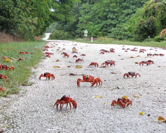 Google to build new AI datacentre on tiny Australian Indian Ocean outpost after signing defence deal