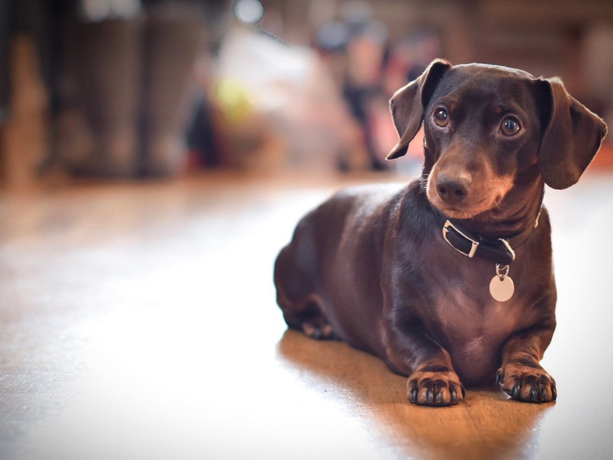 What Makes A Dachshund The Perfect Muse The Long History Of