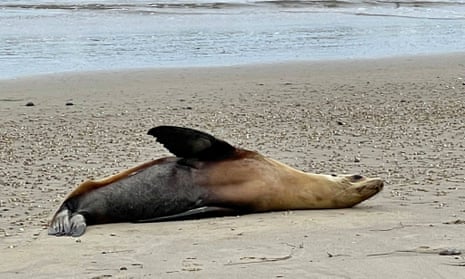 dead sea lion on a beach
