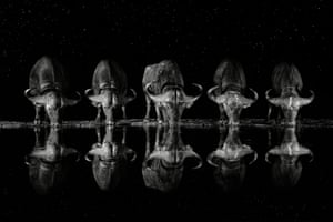 Buffalo in Zimanga game reserve, South Africa