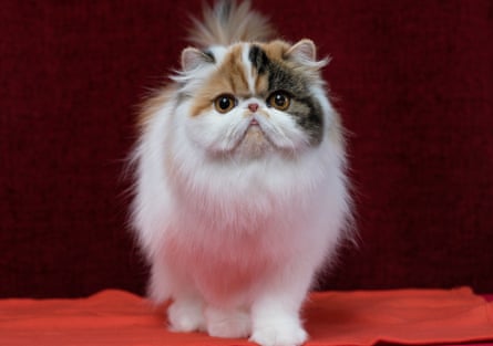Persian cats can have can have problems breathing and eating.