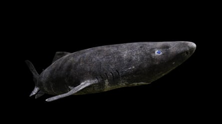 Greenland shark, which has a life span of close to 400 years.
