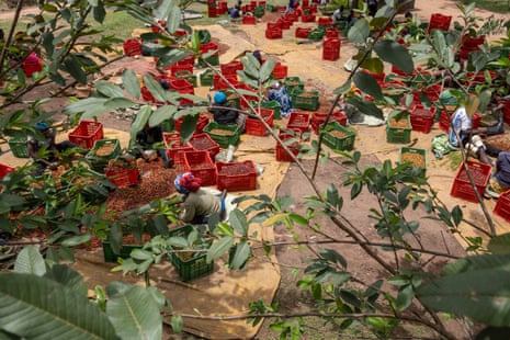 Women sit on the ground among crates of coffee beans.