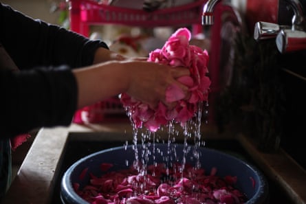Nahla al-Zarda washes rose petals, used to make rose drink.
