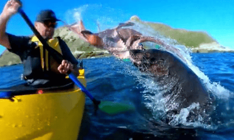 A kayaker in New Zealand is hit by an octopus thrown by a seal.