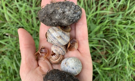 Snail shells, striped like humbugs, and owl pellets.