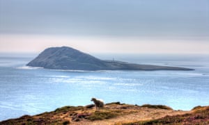 Solitary sheep on Welsh coastal headland overlooking Bardsey Island