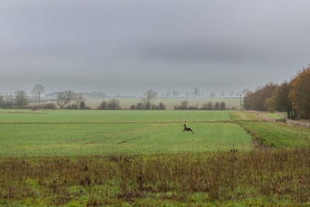 A deer runs across a field in Lincolnshire, UK, that is set to be used for a solar farm