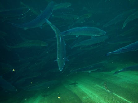 Underwater photo of salmon swimming around