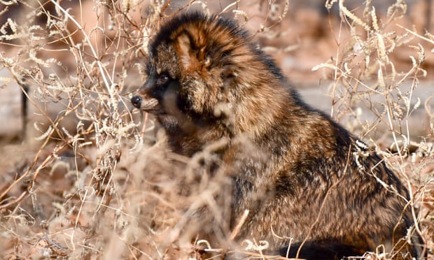 Raccoon dogs may be Britain's next non-native pest, study finds | Invasive  species | The Guardian