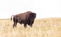 A bull bison.
