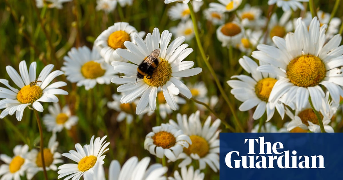 Defra may approve ‘devastating’ bee-killing pesticide, campaigners fear