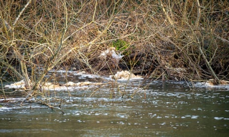 Close-up of polluted water on the River Thames bank at Maidenhead, with rubbish caught in plants