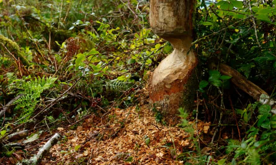 Gnaw facts ... evidence of beaver activity.