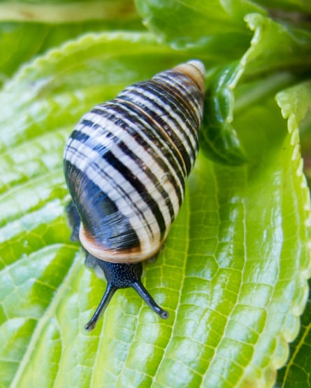 Scientists have begun re-introducing some native adult snails into remote forests where they hope they will thrive.