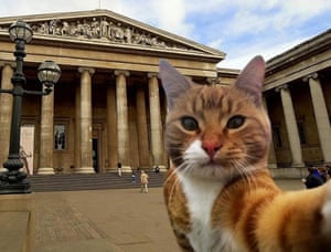 A purrfect #MewseumSelfie from the Curatorial Cats twitter account