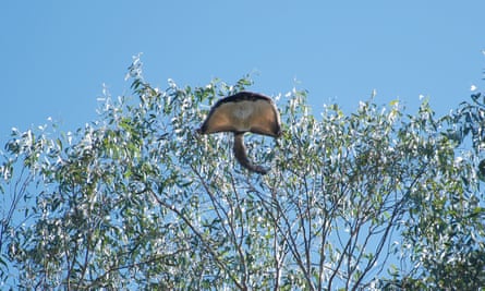 A greater glider in flight.