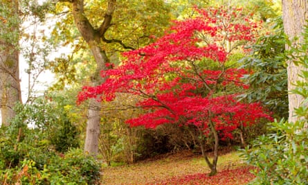 A Japanese maple tree in Gregynog’s grounds.
