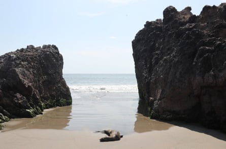 A sea lion lies on the Chepeconde beach, amid rising cases of bird flu infections, in Lima, Peru.
