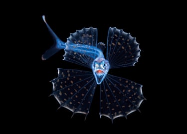 Fish with open mouth and large elegant fins