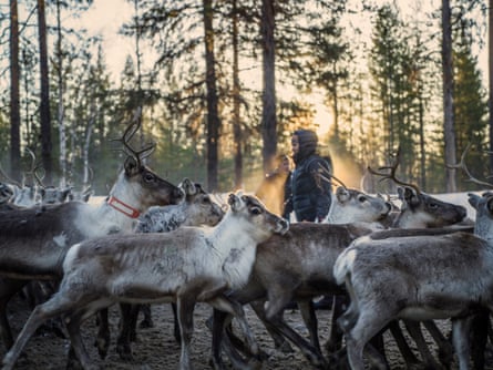 Herder moving reindeer in forest