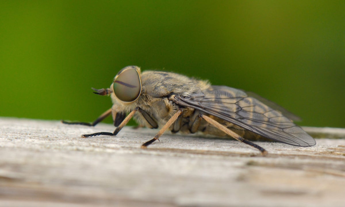 How to Avoid Horse Flies: Proven Tips for a Bite-Free Summer