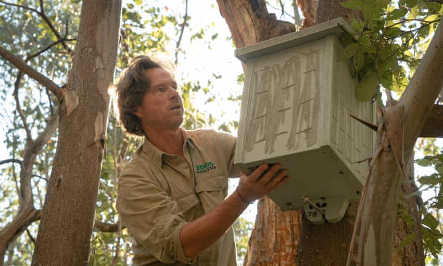 Dan Harley putting up a nest box for Leadbeater's possums.
